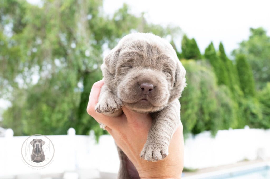 Ruffles Silver Female - Ready on August 1st