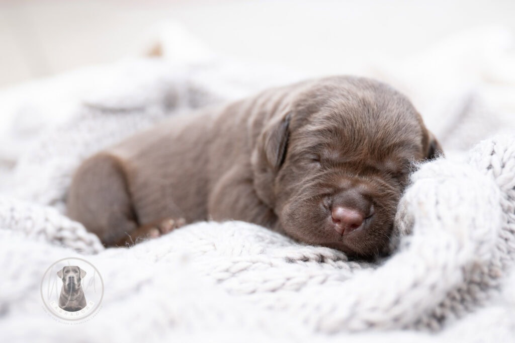 Ruffles Chocolate Female - Ready on August 1st
