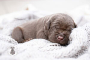 Ruffles Chocolate Female – Ready on August 1st
