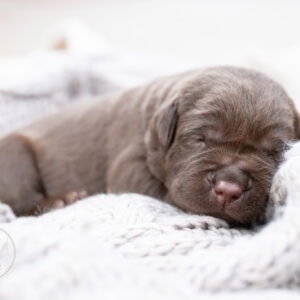 Adorable silver Labrador puppy sleeping on soft blanket from Wild Labradors.