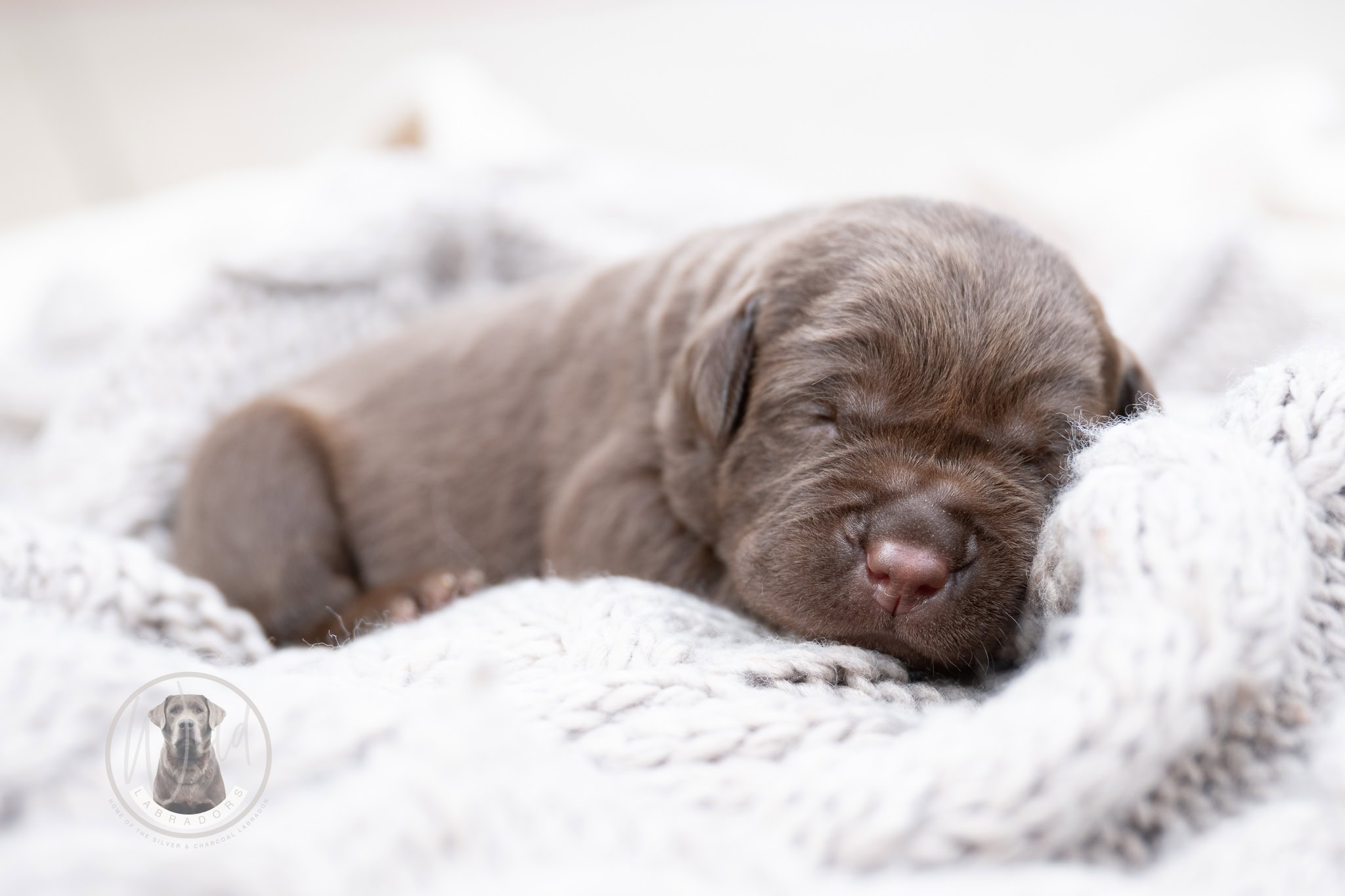 Ruffles Chocolate Female – Ready on August 1st
