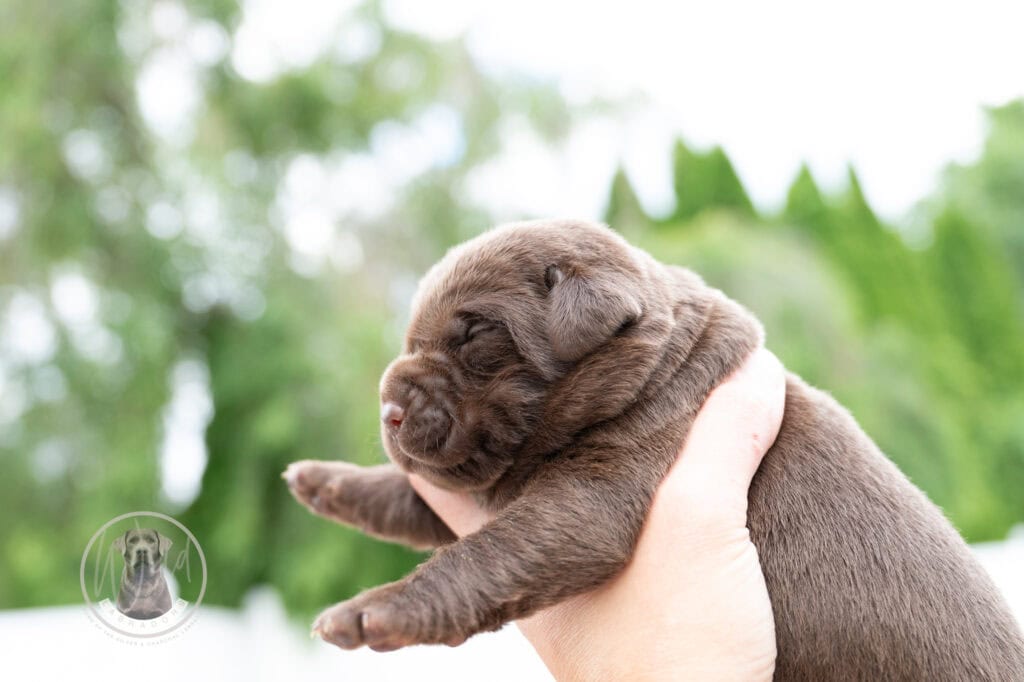 Ruffles Chocolate Female - Ready on August 1st