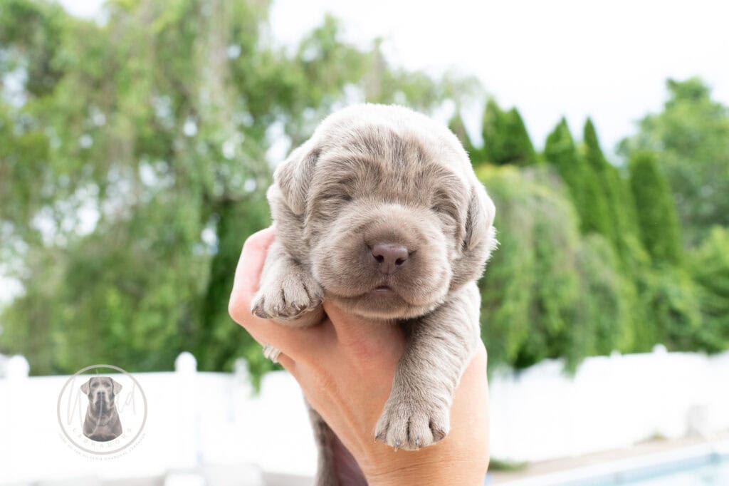 Cute silver English Labrador puppy from Wild Labradors in Massachusetts.