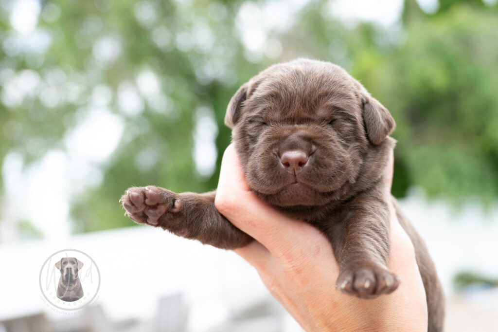 Ruffles Chocolate Female - Ready on August 1st