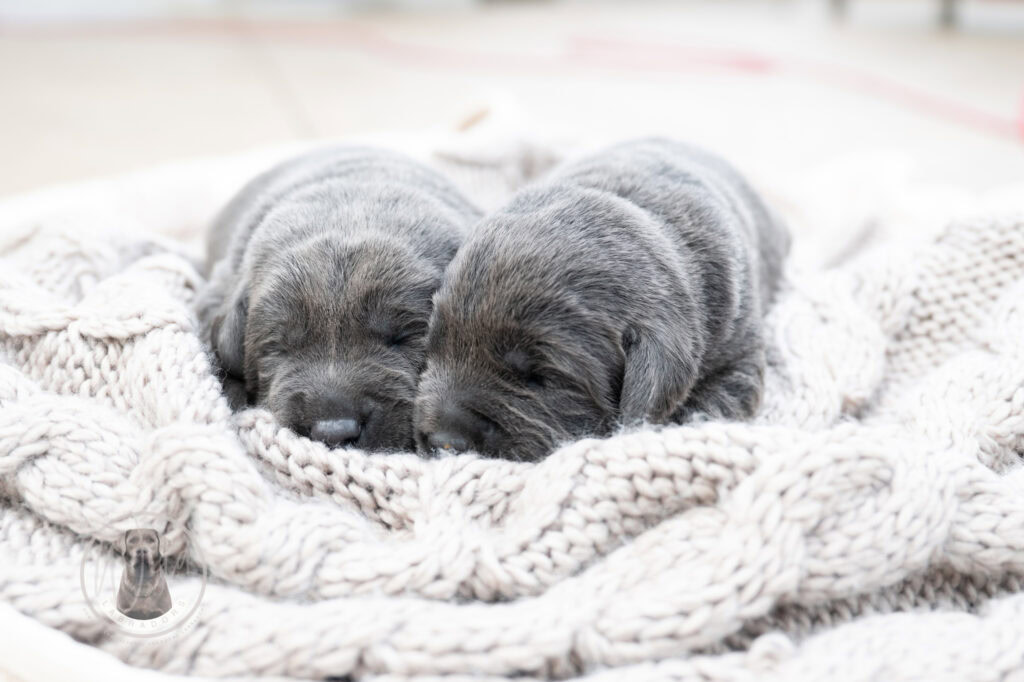 Ruffles Charcoal Female - 2nd choice out of 2 puppies- Ready on August 1st