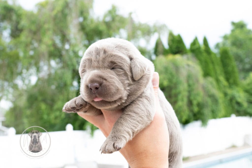 English Labrador puppy with silver coat from Wild Labradors in Massachusetts.