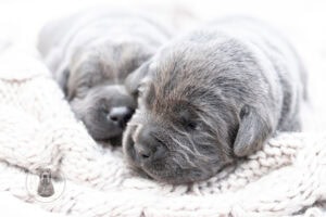 Ruffles Charcoal Female – 2nd choice out of 2 puppies- Ready on August 1st