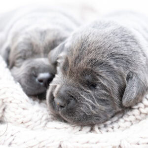 Two English Labrador puppies, silver and charcoal, sleeping on a cozy blanket from Wild Labradors MA.