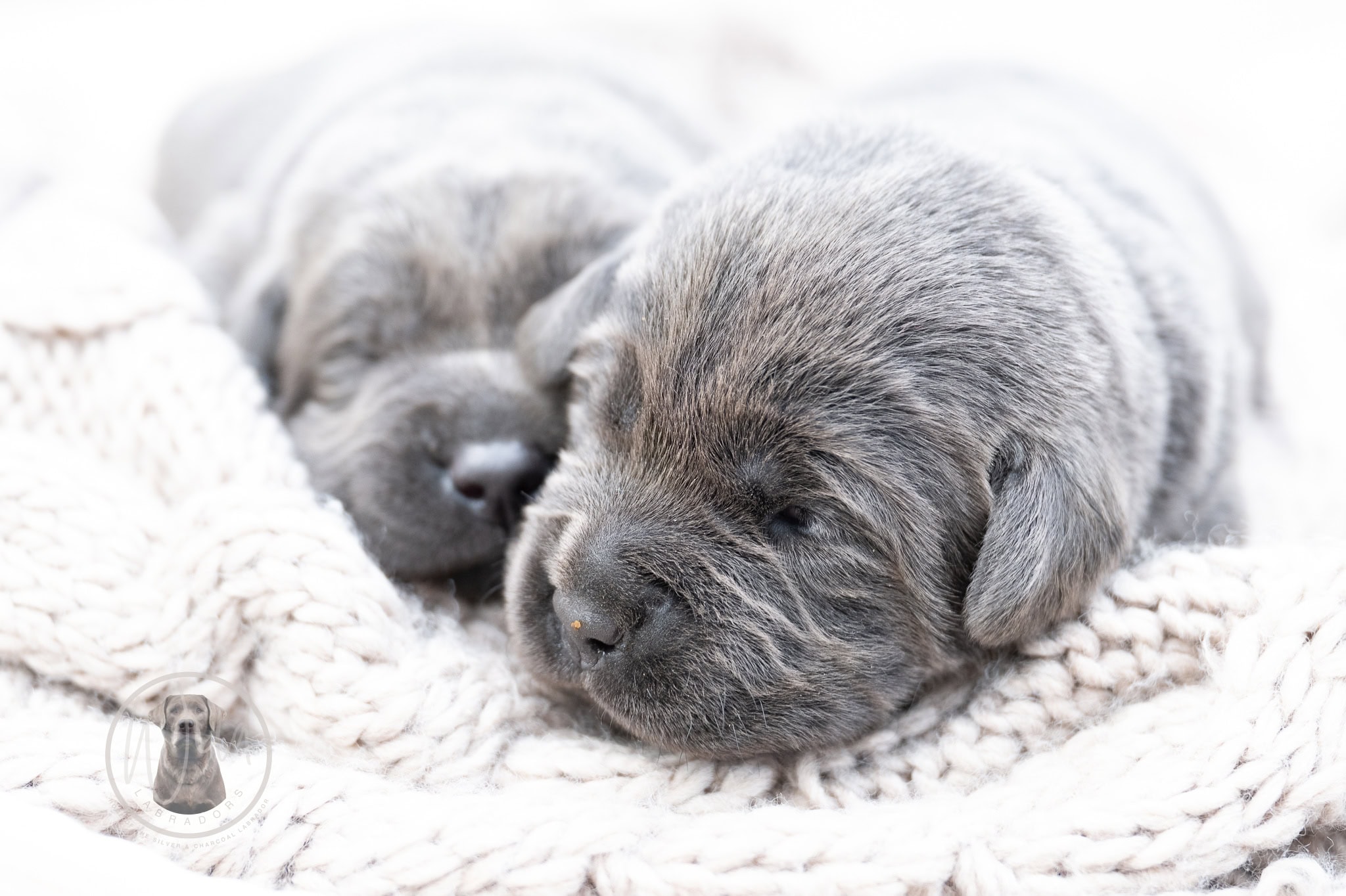 Ruffles Charcoal Female – 2nd choice out of 2 puppies- Ready on August 1st