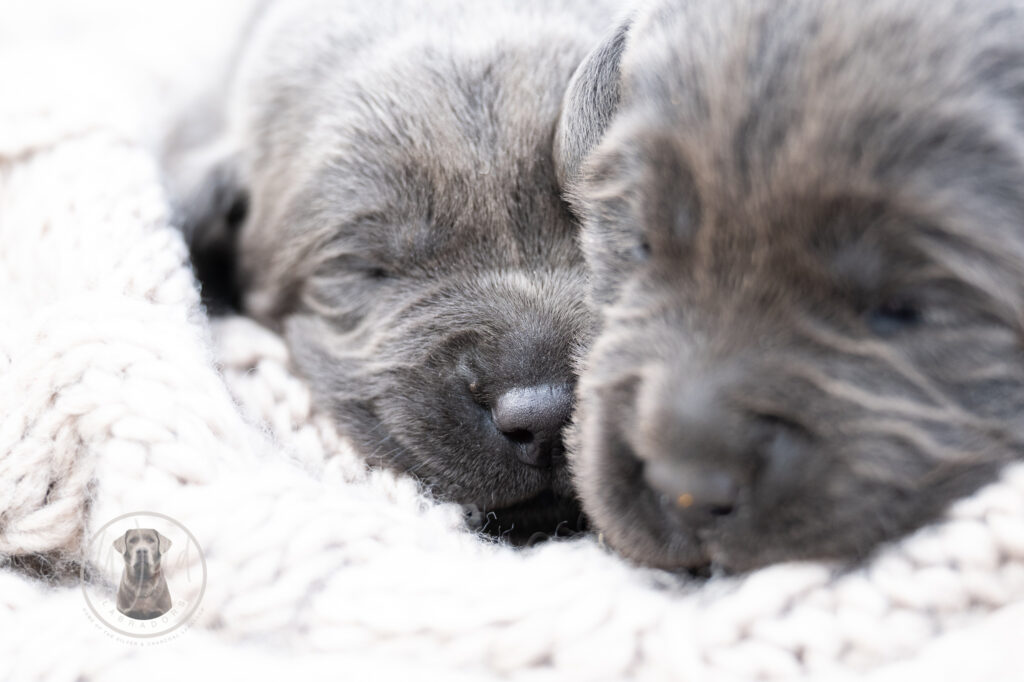 Ruffles Charcoal Female - 2nd choice out of 2 puppies- Ready on August 1st