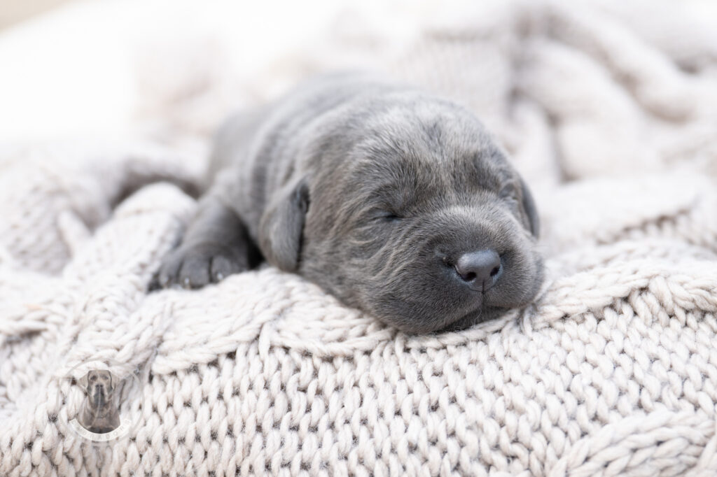 Ruffles Charcoal Female - 1st choice out of 2 puppies- Ready on August 1st