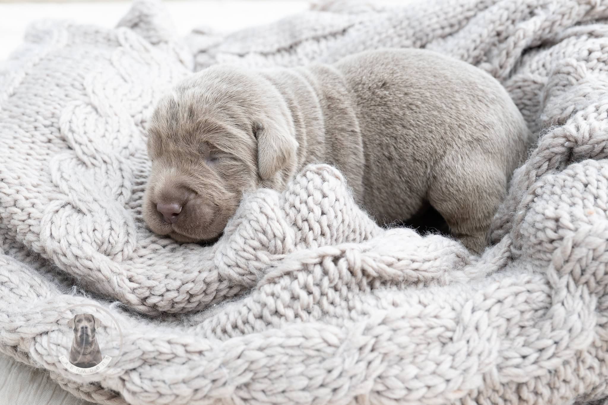 Ruffles Silver Male – 3rd choice out of 3 puppies- Ready on August 1st