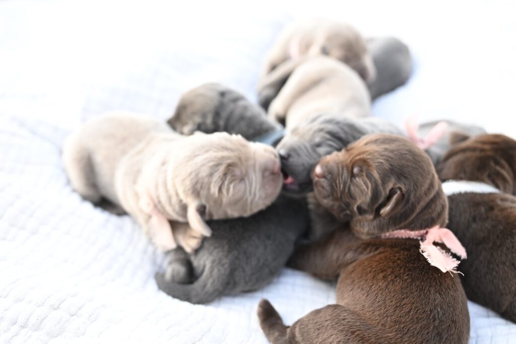 1st choice of 2 Silver Males