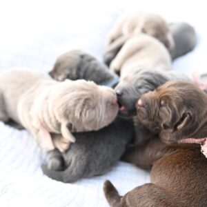 Adorable Labrador puppies resting together, showcasing their soft fur and playful nature in southcoast ma
