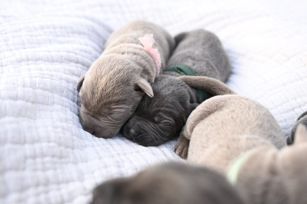 1st choice of 2 Charcoal Males