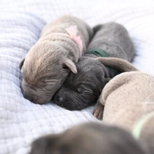 Young Labrador puppies from Wild Labradors in Massachusetts sleeping on a soft quilt.