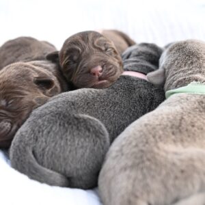 new born Labrador puppies from wild labradors sleeping together on a soft white blanket, showcasing their fluffy coats and peaceful expressions