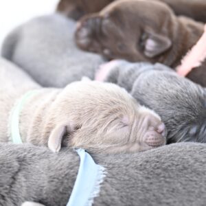 En. Labrador Retriever puppies sleeping peacefully, showcasing their soft fur and adorable features.