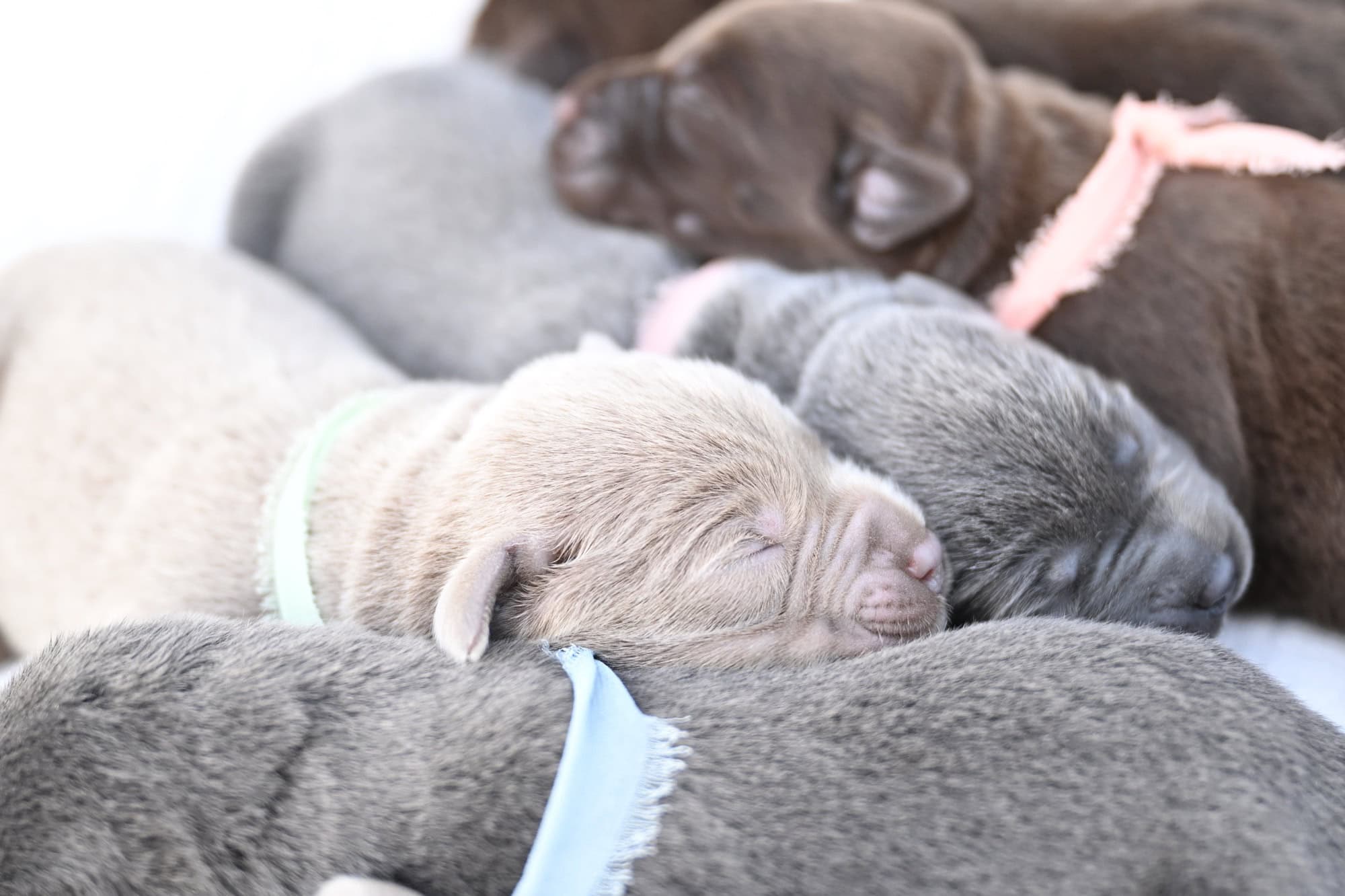 2nd choice of 2 Silver Males (Last puppy)