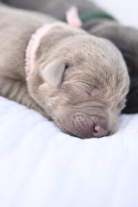 Silver Female – Only One in Litter