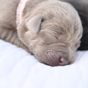 Cute silver Labrador puppy sleeping peacefully in Massachusetts.
