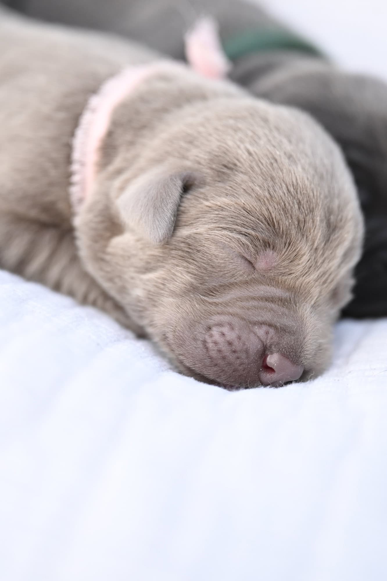 Silver Female – Only One in Litter