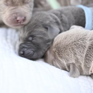 Adorable Labrador Retriever puppies sleeping peacefully in Massachusetts.