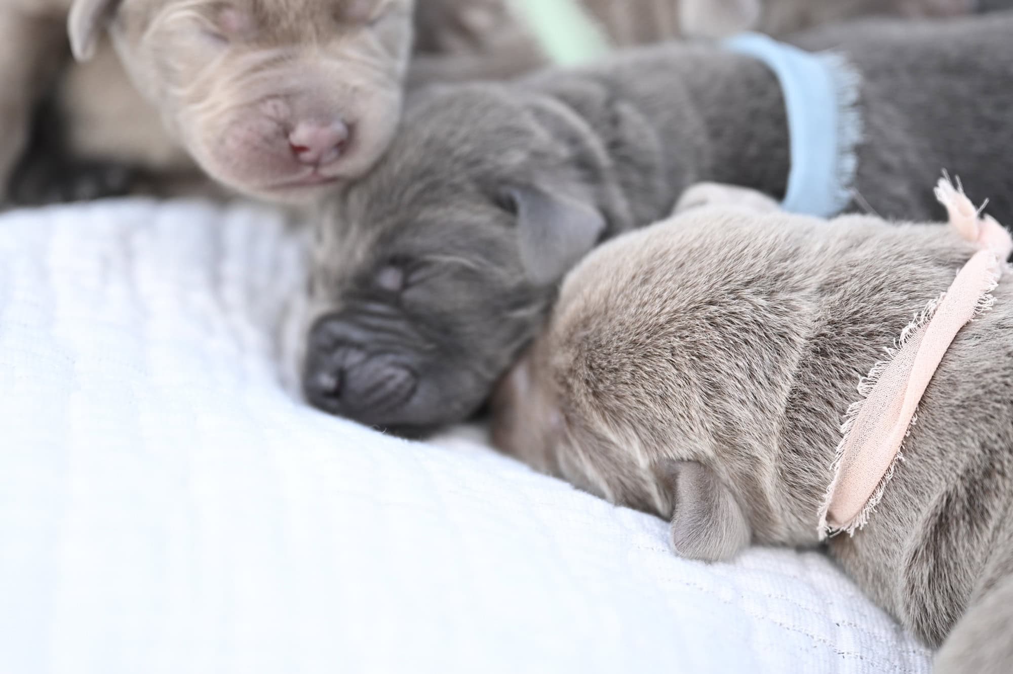 2nd choice of 2 Charcoal Males
