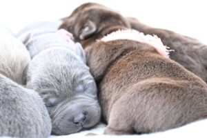 Charcoal Female – Only One in Litter