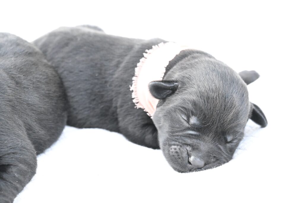 Black Female- Only One in Litter