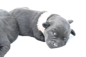 Black Female- Only One in Litter