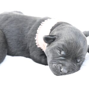 Adorable english black Labrador puppy sleeping peacefully on a white background.