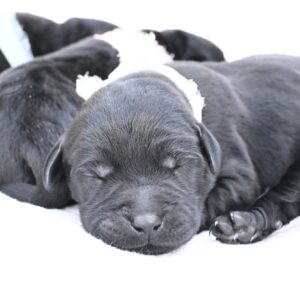 English Labrador Retriever puppies sleeping peacefully, showcasing their soft black fur and adorable fea.