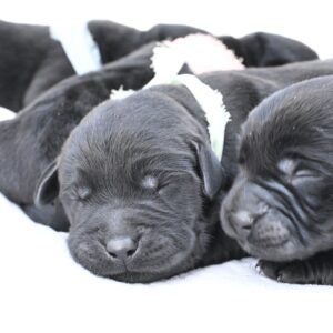 Adorable black Labrador puppies sleeping together in Massachusetts, perfect for dog lovers.