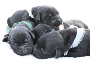 3rd choice of 3 Black Males (Last puppy)