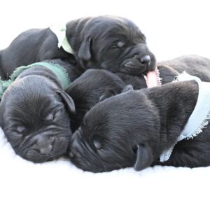 Adorable black Labrador puppies sleeping together, showcasing their soft fur and peaceful demeanor.