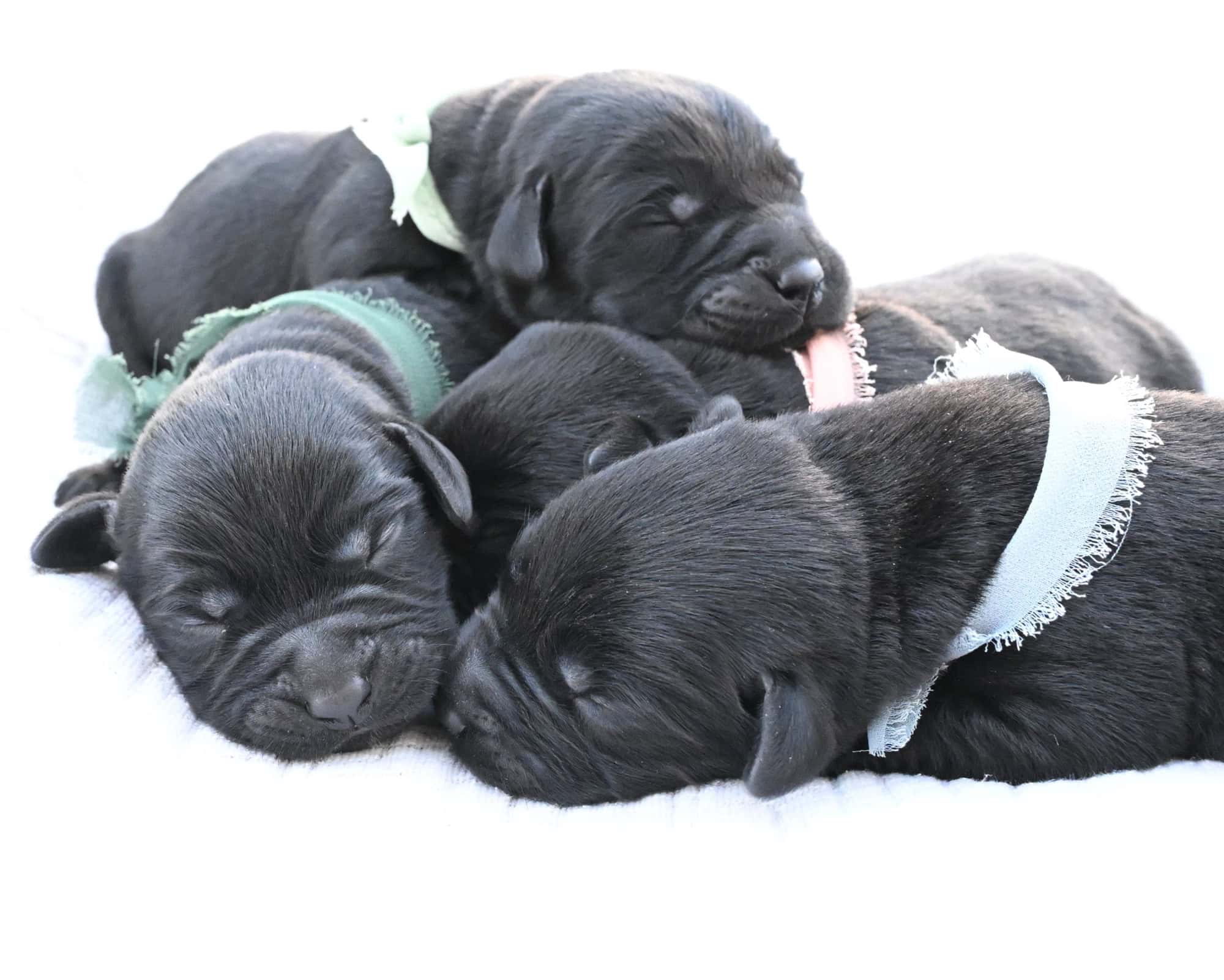 3rd choice of 3 Black Males (Last puppy)