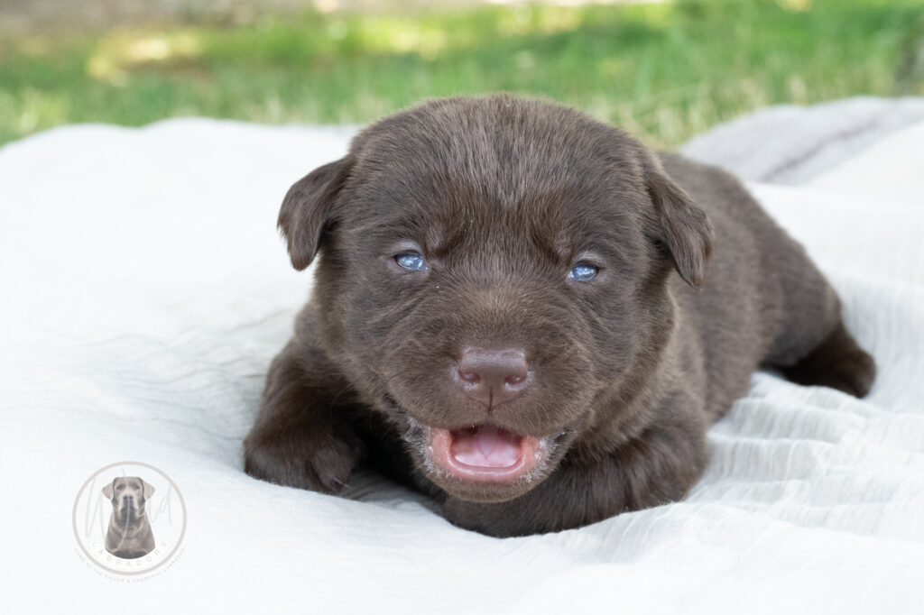 Tiara - shiny's pup