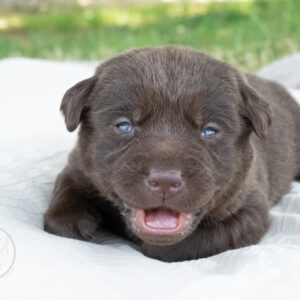 Tiara - shiny's pup