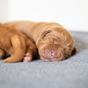 Pi Litter – Fox Red Male 1st Choice of 2