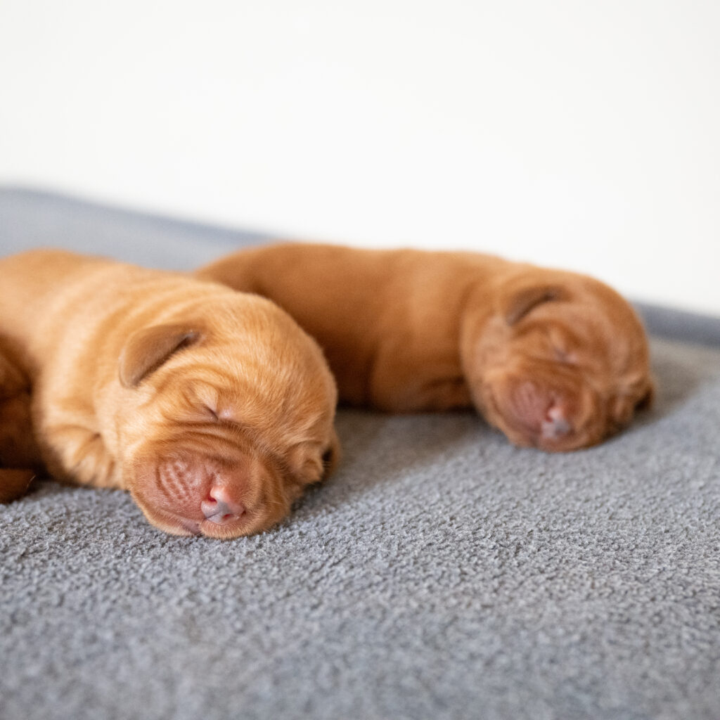 Pi Litter - Fox Red Male 2nd Choice of 2 (Last Puppy)