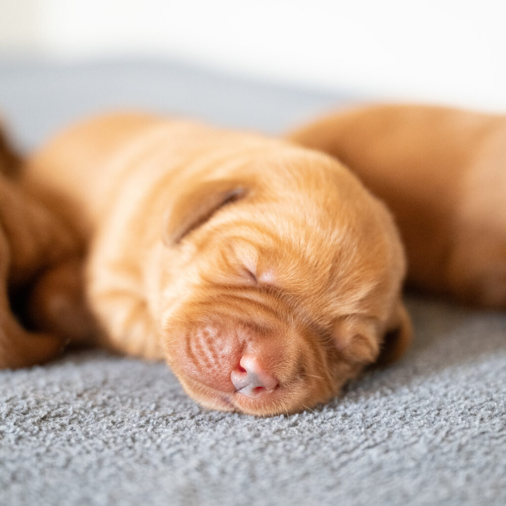 Pi Litter - Fox Red Male 2nd Choice of 2 (Last Puppy)