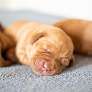 Pi Litter – Fox Red Male 2nd Choice of 2 (Last Puppy)