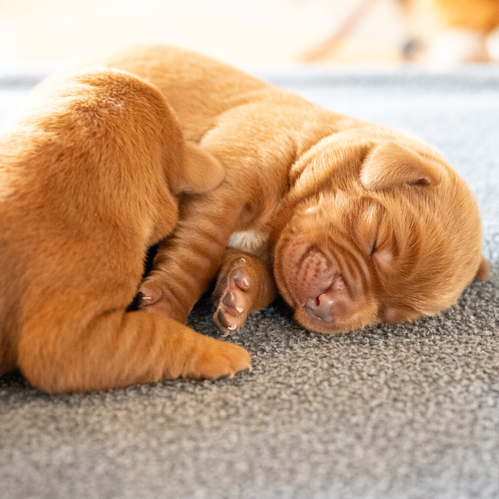 Pi Litter - Fox Red Male 2nd Choice of 2 (Last Puppy)