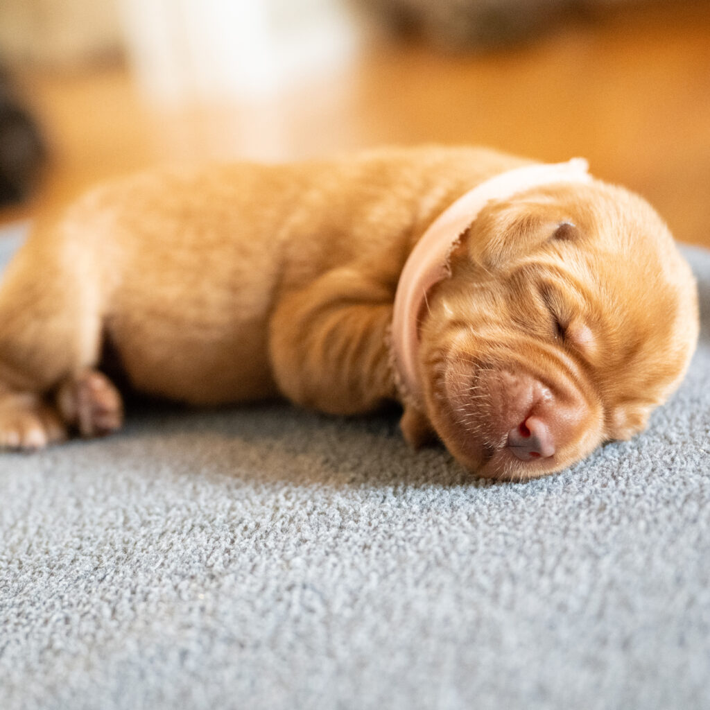 Pi Litter - Fox Red Female - Only Female