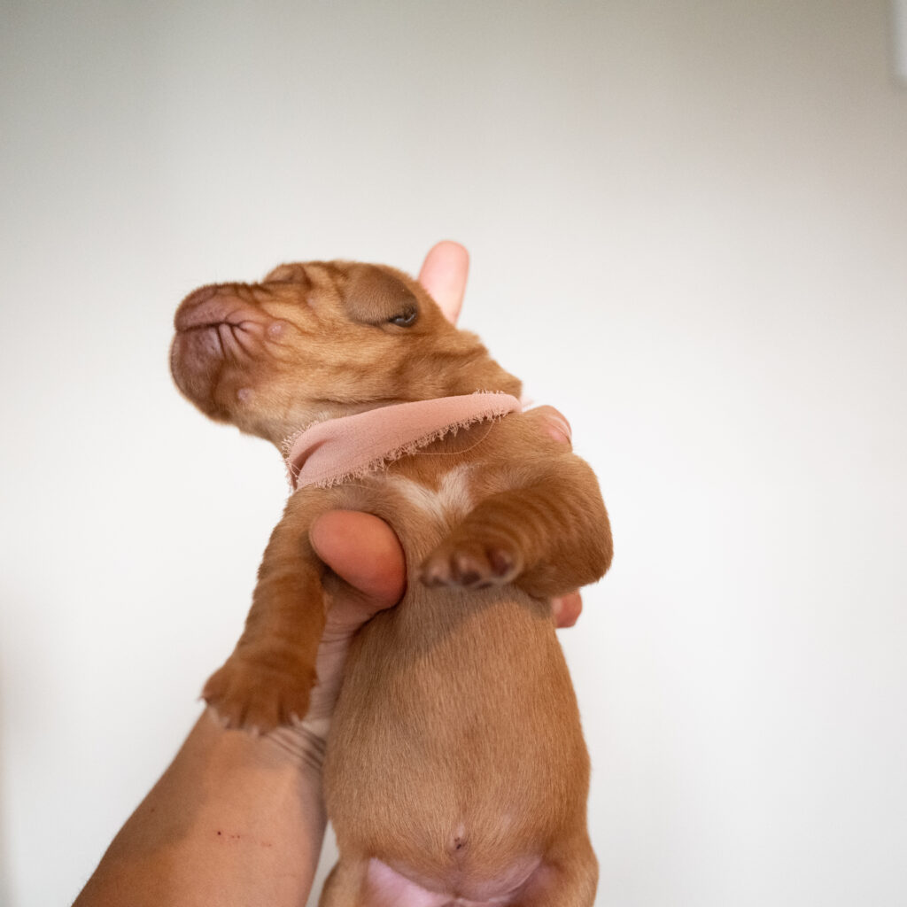 Pi Litter - Fox Red Female - Only Female