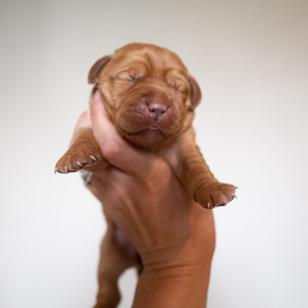Pi Litter - Fox Red Female - Only Female
