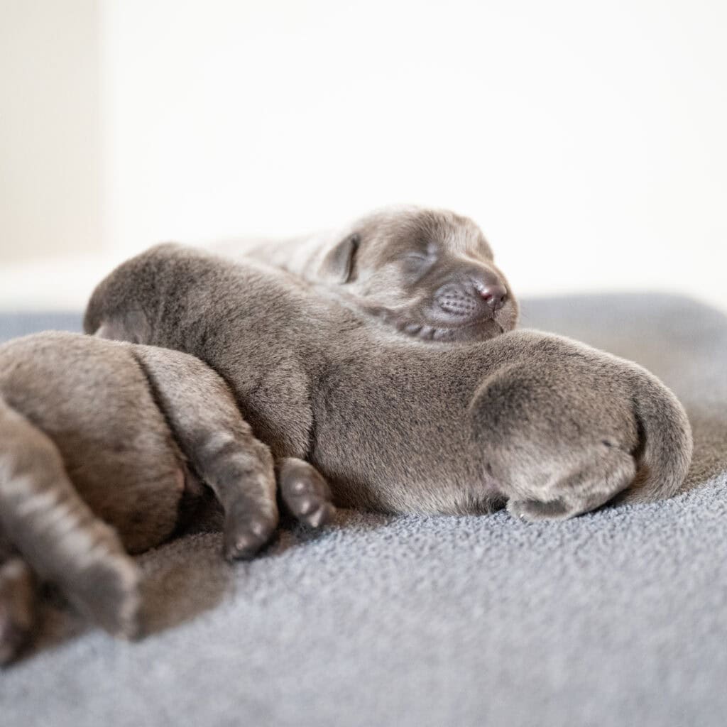 Beatrice Litter - Charcoal Male 1st Choice of 2