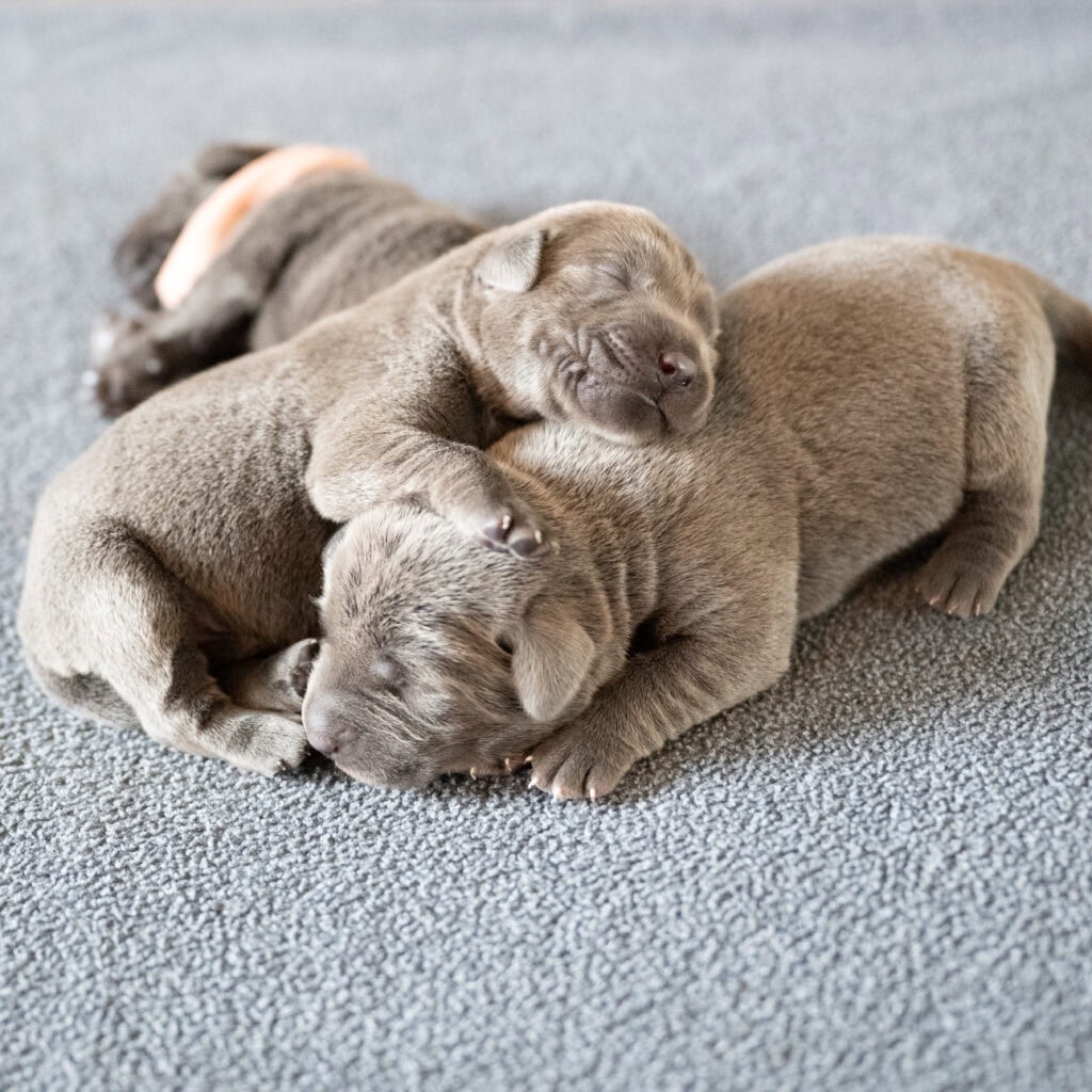Beatrice Litter - Charcoal Male 1st Choice of 2