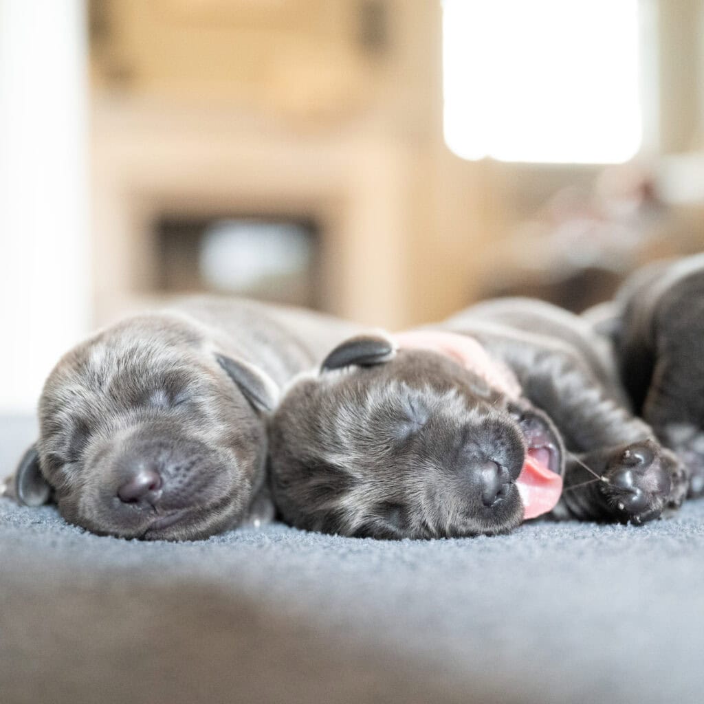 Beatrice Litter - Charcoal Male 1st Choice of 2